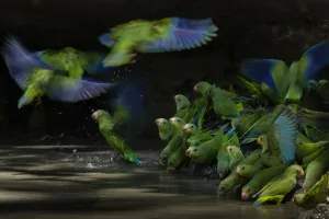 Cobalt-winged parakeets (Brotogeris cyanoptera) eating clay Cobalt-winged parakeets (Brotogeris cyanoptera) eating clay