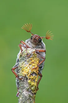 Cockchafer beetle (Melolontha melolontha) on lichen encrusted twig. France. May Cockchafer beetle (Melolontha melolontha) on lichen encrusted twig. France. May