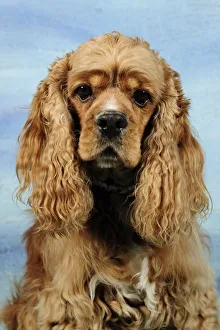 Cocker Spaniel head portrait, aged 5 years Cocker Spaniel head portrait, aged 5 years