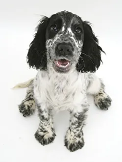 Cocker Spaniel pup sitting down and looking up Cocker Spaniel pup sitting down and looking up