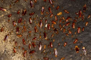 Cockroaches (Periplaneta americana) on wall of Gomantong Cave. Sabah, Borneo. Malaysia Cockroaches (Periplaneta americana) on wall of Gomantong Cave. Sabah, Borneo. Malaysia