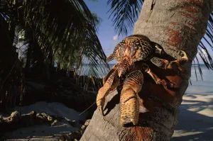 Coconut crab on palm tree, Aldabra, Seychelles Coconut crab on palm tree, Aldabra, Seychelles