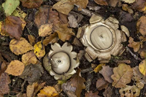 Images Dated 1st September 2017: Collared earth star (Geastrum triplex), two on woodland floor. South Yorkshire, England, UK