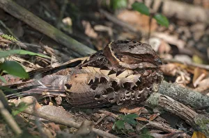 Collared nightjar (Caprimulgus enarratus ) resting on the ground, Andasibe-Mantadia National Park Collared nightjar (Caprimulgus enarratus ) resting on the ground, Andasibe-Mantadia National Park