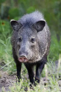 Collared peccary (Pecari tajacu) Laredo Borderlands, Texas, USA. April Collared peccary (Pecari tajacu) Laredo Borderlands, Texas, USA. April