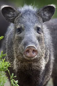 Collared peccary (Pecari tajacu) Laredo Borderlands, Texas, USA. April Collared peccary (Pecari tajacu) Laredo Borderlands, Texas, USA. April