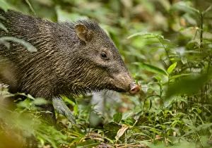 Collared peccary (Pecari tajacu) standing on the rainforest floor. Madre de Dios, Peru Collared peccary (Pecari tajacu) standing on the rainforest floor. Madre de Dios, Peru