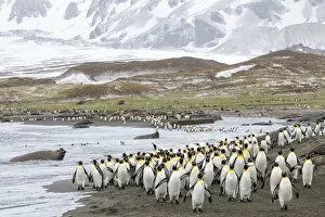 Aptenodytes Gallery: Colonies of King penguins 1+Aptenodytes patagonicus+1 and Southern Elephant Seals