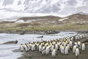 Sphenisciformes Gallery: Colonies of King penguins 1+Aptenodytes patagonicus+1 and Southern Elephant Seals