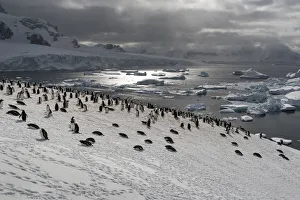 Colony of Gentoo penguins (Pygoscelis papua) on a snow hill with sea in the background Colony of Gentoo penguins (Pygoscelis papua) on a snow hill with sea in the background