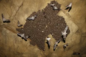 Colony of Lesser mouse eared bats (Myotis blythii) roosting in cave, some in flight Colony of Lesser mouse eared bats (Myotis blythii) roosting in cave, some in flight