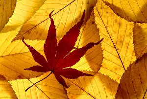 Colourful autumnal leaves backlit. Cornwall, UK Colourful autumnal leaves backlit. Cornwall, UK
