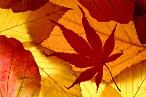 Colourful autumnal leaves backlit. Cornwall, UK Colourful autumnal leaves backlit. Cornwall, UK