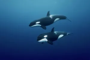 Orcas Swimming in Open Water Print