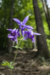 Columbine (Aquilegia sp) in flower, Slovak Paradise National Park, Slovensky Raj Columbine (Aquilegia sp) in flower, Slovak Paradise National Park, Slovensky Raj