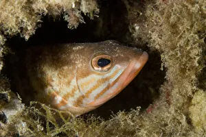 Comber (Serranus cabrilla) looking out of hole, Larvotto Marine Reserve, Monaco, Mediterranean Sea Comber (Serranus cabrilla) looking out of hole, Larvotto Marine Reserve, Monaco, Mediterranean Sea