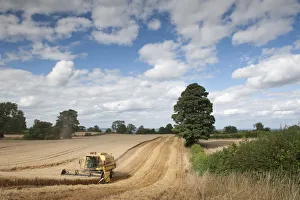 Combine harvester harvesting Oats (Avena sativa), Haregill Lodge Farm, Ellingstring Combine harvester harvesting Oats (Avena sativa), Haregill Lodge Farm, Ellingstring