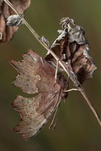 Comma butterfly (Polygonia c-album) camouflaged amongst dead vegetation Comma butterfly (Polygonia c-album) camouflaged amongst dead vegetation