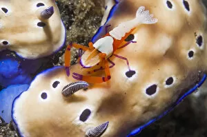 Sea Slug Gallery: Commensal emperor shrimp (Periclimenes imperator) hitching a ride on a Nudibranch (Risbecia tryoni)