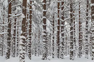 Plantations Gallery: Commercial pine woodland (Pinus sylvestris) in winter, Cairngorms National Park, Scotland