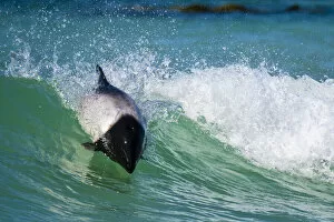 Breaches Gallery: Commersons dolphin (Cephalorhynchus commersonii) surfing, Sea Lion Island