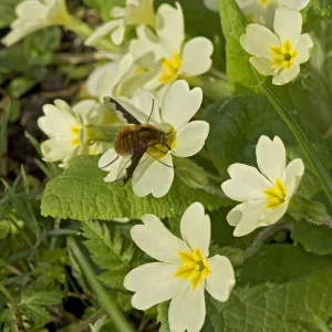 Common bee fly (Bombylius major) nectaring on Primrose (Primula vulgaris) Common bee fly (Bombylius major) nectaring on Primrose (Primula vulgaris)