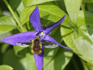 Common bee fly (Bombylius major) nectaring on a Greater periwinkle flower (Vinca major)