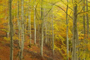 Common beech (Fagus sylvatica) woodland in autumn, Cairngorms National Park, Scotland Common beech (Fagus sylvatica) woodland in autumn, Cairngorms National Park, Scotland