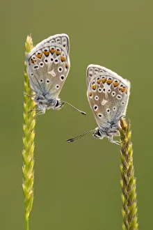 Common blue butterflies (Polyommatus icarus) resting on grasses, Vealand Farm, Devon, UK Common blue butterflies (Polyommatus icarus) resting on grasses, Vealand Farm, Devon, UK