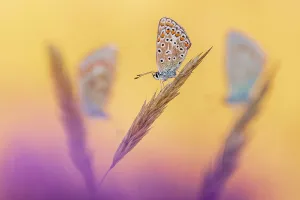 Roost Gallery: Common blue butterflies (Polyommatus icarus) roosting in morning light, Devon, UK. July