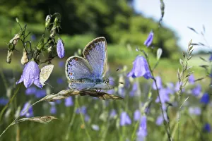 Common blue butterfly (Polyommatus icarus) females awaking at sunrise among Harebells Common blue butterfly (Polyommatus icarus) females awaking at sunrise among Harebells