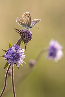 Common blue butterfly (Polyommatus icarus) resting on devils bit scabious Common blue butterfly (Polyommatus icarus) resting on devils bit scabious