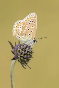 Common blue butterfly (Polyommatus icarus) resting on Scabious (Scabiosa colombaria Common blue butterfly (Polyommatus icarus) resting on Scabious (Scabiosa colombaria