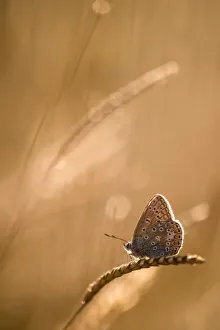 Common blue butterfly (Polyommatus icarus) resting on grassat sunset, Vealand Farm, Devon Common blue butterfly (Polyommatus icarus) resting on grassat sunset, Vealand Farm, Devon