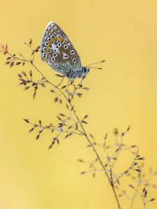 Common blue butterfly (Polyommatus icarus) resting on grasses, Vealand Farm, Devon, UK Common blue butterfly (Polyommatus icarus) resting on grasses, Vealand Farm, Devon, UK
