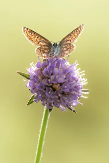 Common blue butterfly (Polyommatus icarus) resting on Devil' Common blue butterfly (Polyommatus icarus) resting on Devil'