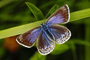 Common blue butterfly (Polyommatus icarus) female, Southwest London, England, UK Common blue butterfly (Polyommatus icarus) female, Southwest London, England, UK