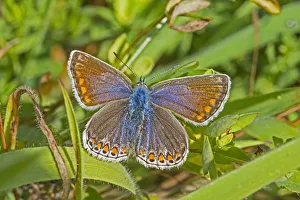 Common blue butterfly (Polyommatus icarus) female, Sutcliffe Park Nature Reserve Common blue butterfly (Polyommatus icarus) female, Sutcliffe Park Nature Reserve