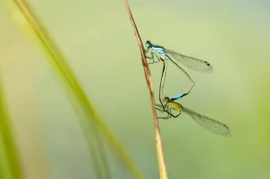 Common blue damselfly {Enallagma cyathigerum}, mating pair, Little Bradley Ponds, Devon, UK Common blue damselfly {Enallagma cyathigerum}, mating pair, Little Bradley Ponds, Devon, UK