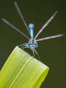 Common blue damselfly (Enallagma cyathigerum) resting on leaf. Cornwall, England, UK. May Common blue damselfly (Enallagma cyathigerum) resting on leaf. Cornwall, England, UK. May