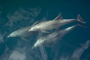 Images Dated 22nd February 2008: Common bottlenose dolphin (Tursiops truncatus) surfacing, Baja California, Sea of Cortez