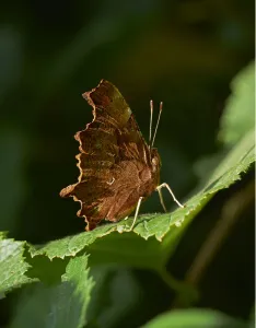Common butterfly (Polygonia c-album) Sussex, England, UK, August Common butterfly (Polygonia c-album) Sussex, England, UK, August