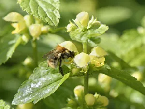 Common carder bumblebee (Bombus pascuorum) nectaring on a Yellow archangel Common carder bumblebee (Bombus pascuorum) nectaring on a Yellow archangel