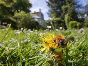 Common carder bumblebee (Bombus pascuorum) nectaring on a Dandelion (Taraxacum officinale Common carder bumblebee (Bombus pascuorum) nectaring on a Dandelion (Taraxacum officinale