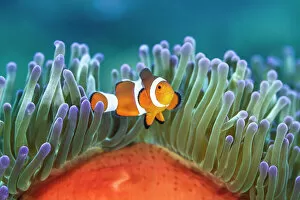 January 2023 Highlights Gallery: Common clownfish (Amphiprion ocellaris) in the tentacles of its host