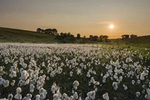 Common cottongrass (Eriophorum angustifolium) at sunset, growing in a valley bog Common cottongrass (Eriophorum angustifolium) at sunset, growing in a valley bog