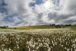 Common cottongrass (Eriophorum angustifolium) growing in a valley bog, Mendip Hills Common cottongrass (Eriophorum angustifolium) growing in a valley bog, Mendip Hills