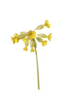 Common cowslip (Primula veris ) in flower Common cowslip (Primula veris ) in flower