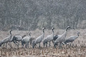 Common crane (Grus grus) flock feeding in field in snow, Champagne, France, February Common crane (Grus grus) flock feeding in field in snow, Champagne, France, February