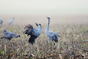 Common Crane (Grus grus) juvenile and two adult calling, displaying, in harvested Common Crane (Grus grus) juvenile and two adult calling, displaying, in harvested